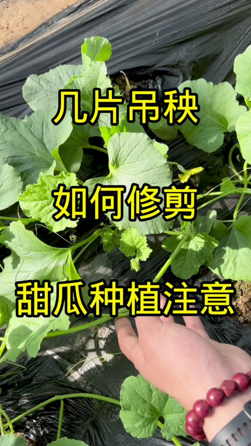 香瓜的养殖方法，香瓜怎么养殖-第7张图片-优品飞百科