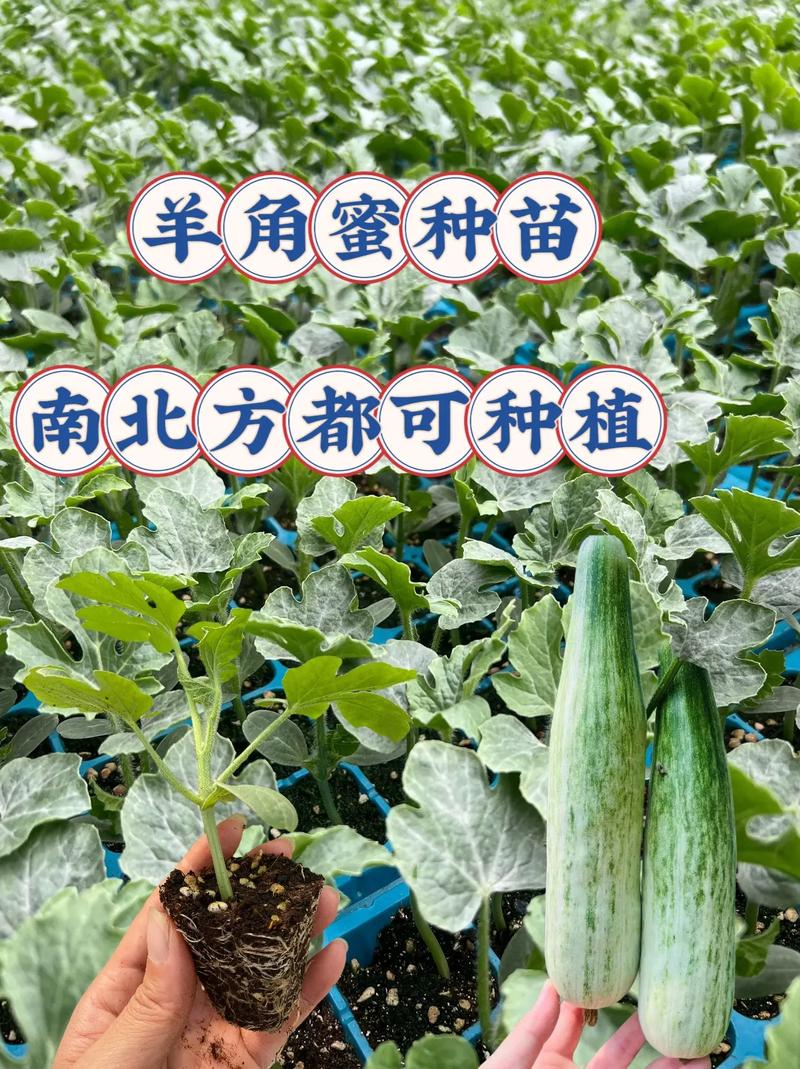 香瓜的养殖方法，香瓜怎么养殖-第8张图片-优品飞百科