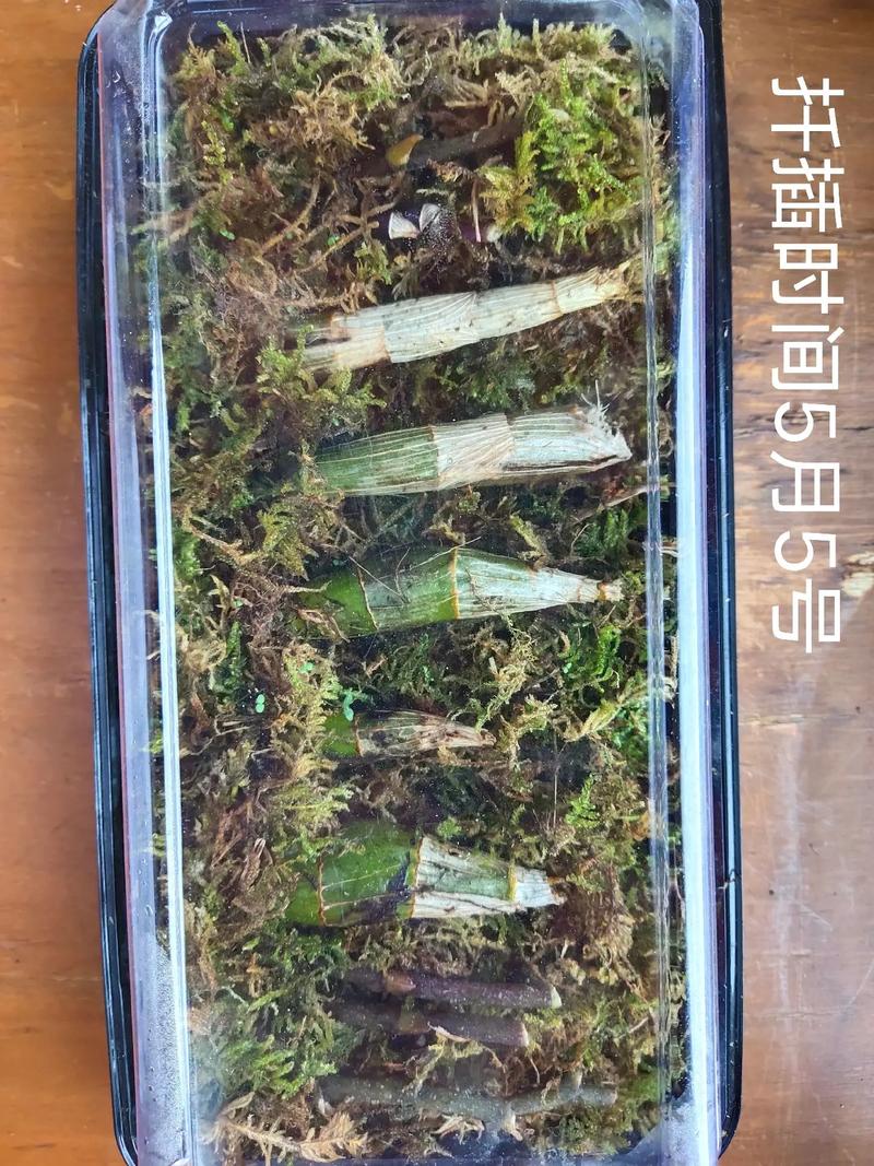 鼓槌石斛怎么繁殖，鼓槌石斛如何扦插才繁殖的好？-第3张图片-优品飞百科