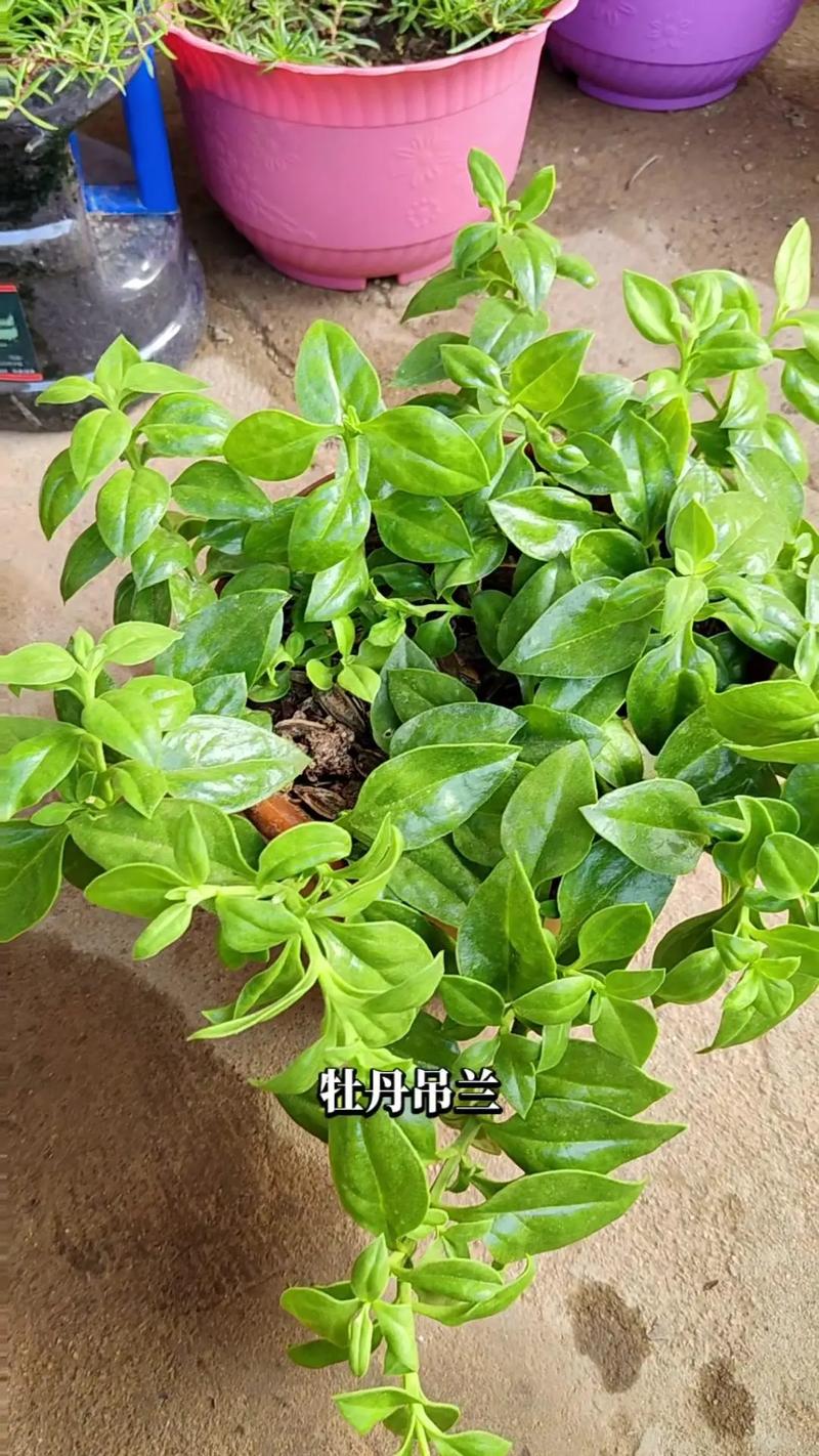 牡丹吊兰夏天怎么浇水，牡丹吊兰夏季能施肥吗？