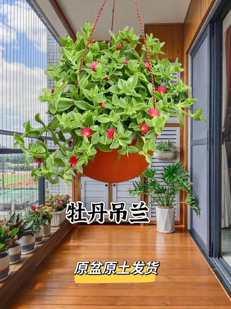牡丹吊兰夏天怎么浇水，牡丹吊兰夏季能施肥吗？-第2张图片-优品飞百科