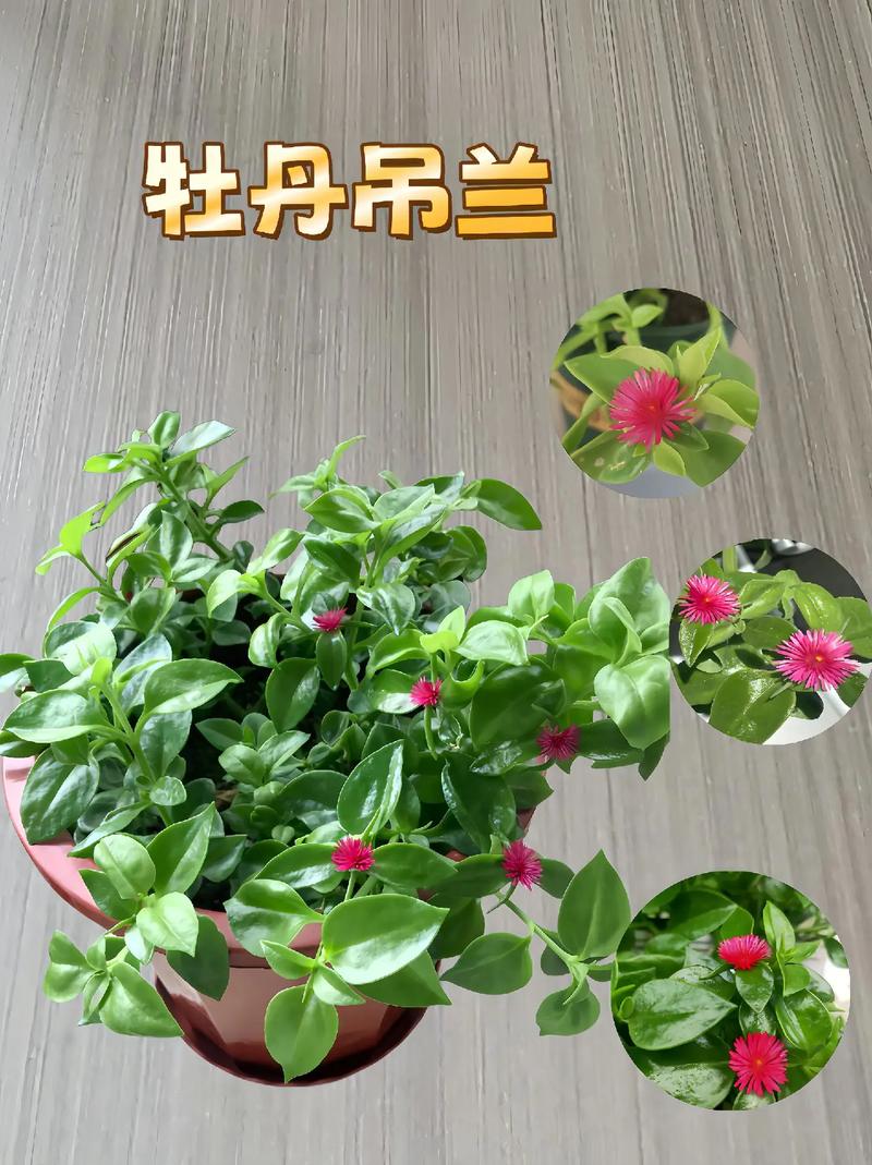 牡丹吊兰夏天怎么浇水，牡丹吊兰夏季能施肥吗？-第3张图片-优品飞百科
