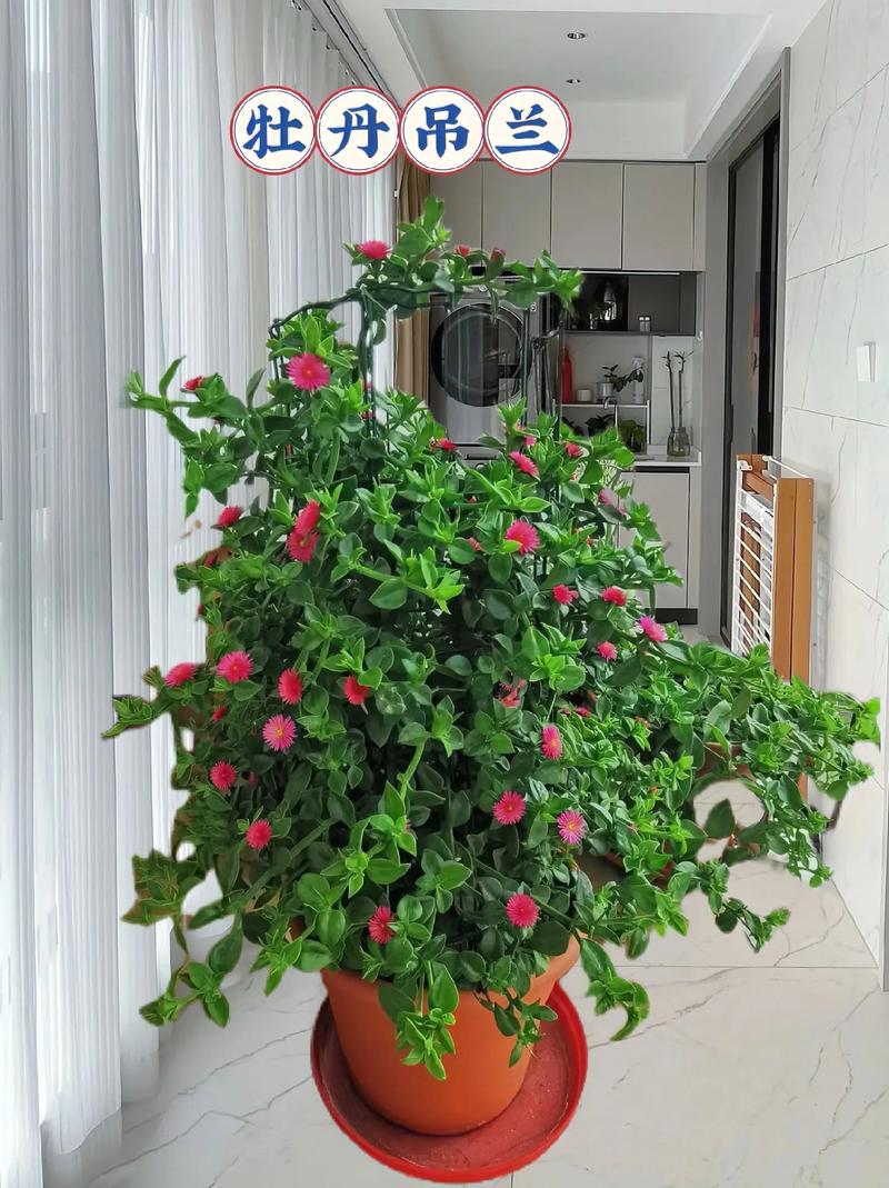 牡丹吊兰夏天怎么浇水，牡丹吊兰夏季能施肥吗？-第4张图片-优品飞百科