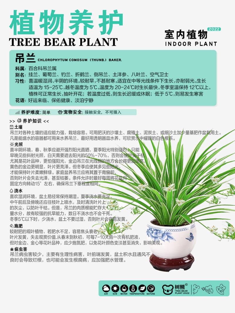 牡丹吊兰夏天怎么浇水，牡丹吊兰夏季能施肥吗？-第5张图片-优品飞百科