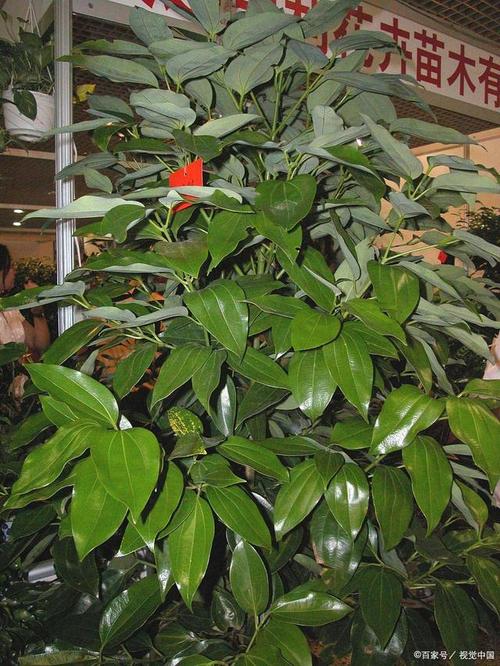 平安树怎么养才茂盛？平安树怎么养活？