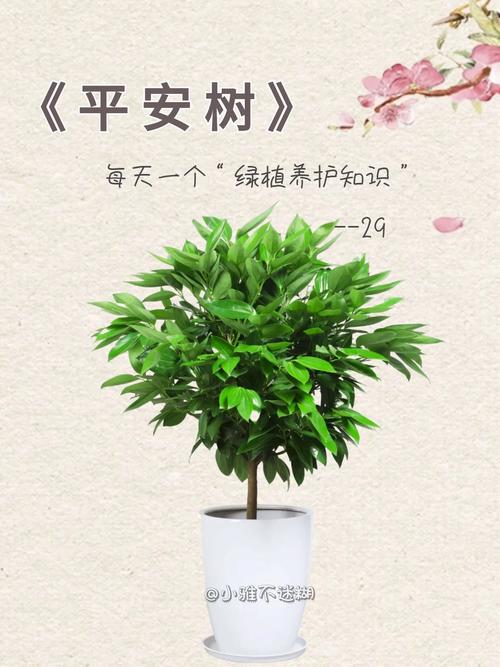 平安树怎么养才茂盛？平安树怎么养活？-第2张图片-优品飞百科