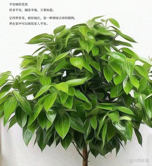 平安树怎么养才茂盛？平安树怎么养活？-第3张图片-优品飞百科
