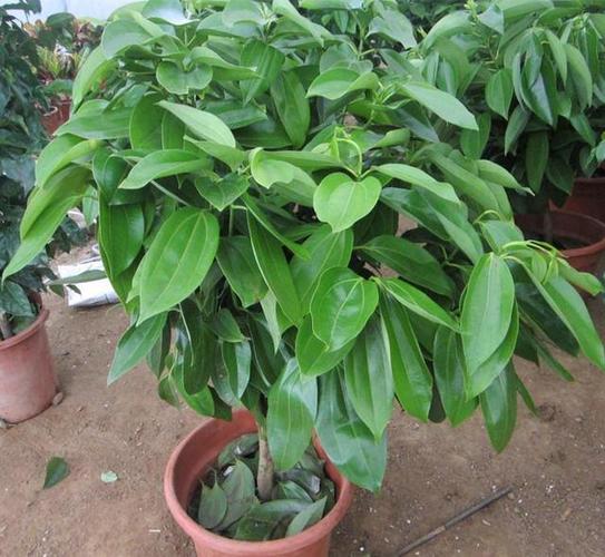 平安树怎么养才茂盛？平安树怎么养活？-第4张图片-优品飞百科