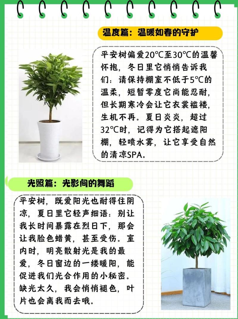 平安树怎么养才茂盛？平安树怎么养活？-第5张图片-优品飞百科