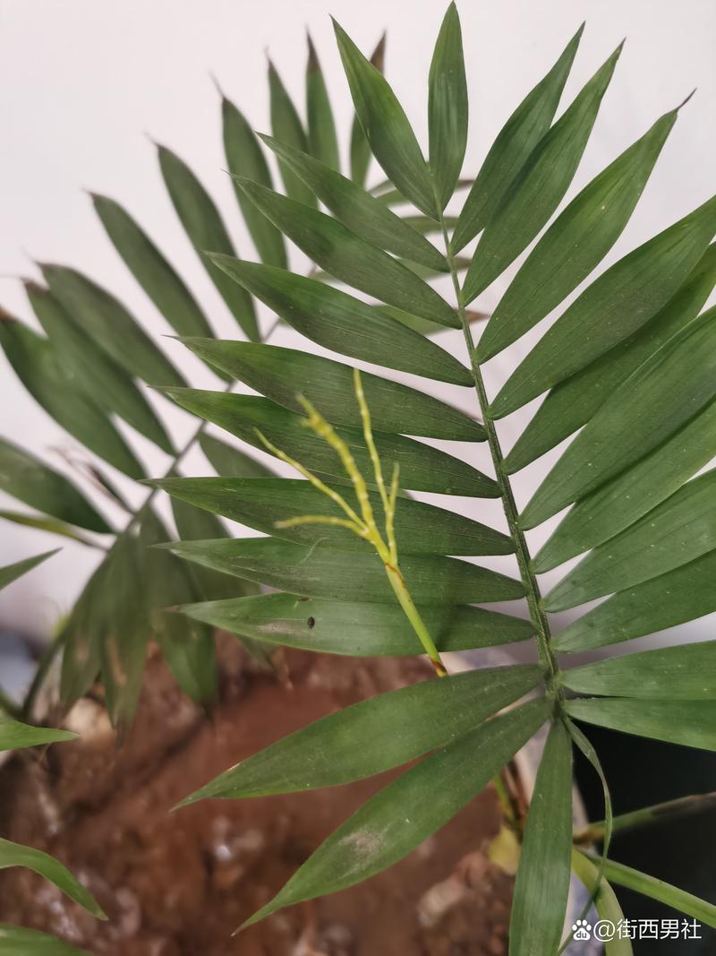 袖珍椰子怎么修剪，袖珍椰子怎么修剪不长高？-第3张图片-优品飞百科