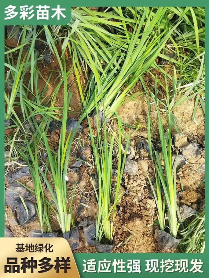 黄菖蒲的种植方法？黄菖蒲如何种植？-第2张图片-优品飞百科
