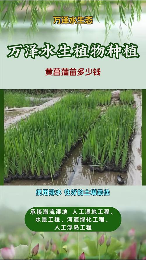 黄菖蒲的种植方法？黄菖蒲如何种植？-第3张图片-优品飞百科
