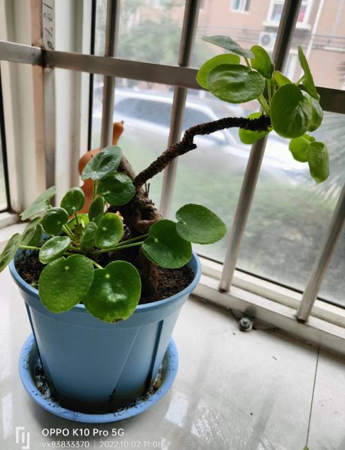 镜面草怎么修剪才好看？镜面草徒长了怎么办？-第3张图片-优品飞百科