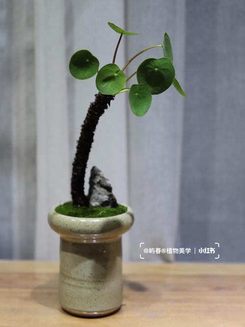 镜面草怎么修剪才好看？镜面草徒长了怎么办？-第6张图片-优品飞百科