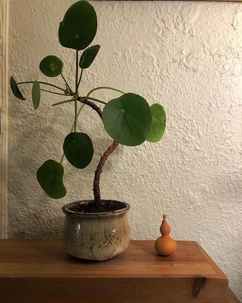 镜面草怎么修剪才好看？镜面草徒长了怎么办？-第7张图片-优品飞百科