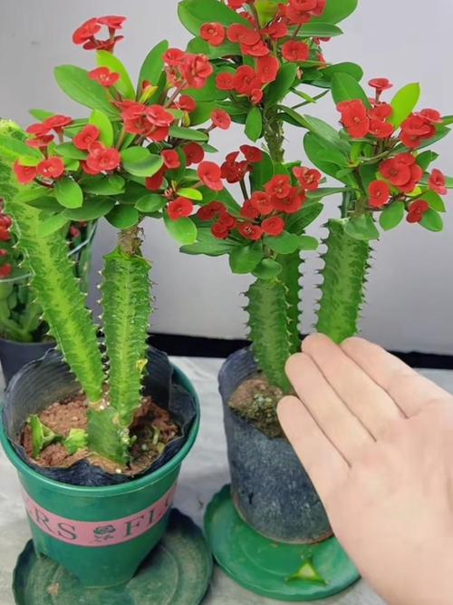 虎刺梅叶插方法，虎刺梅叶太多了可以剪去吗？-第2张图片-优品飞百科