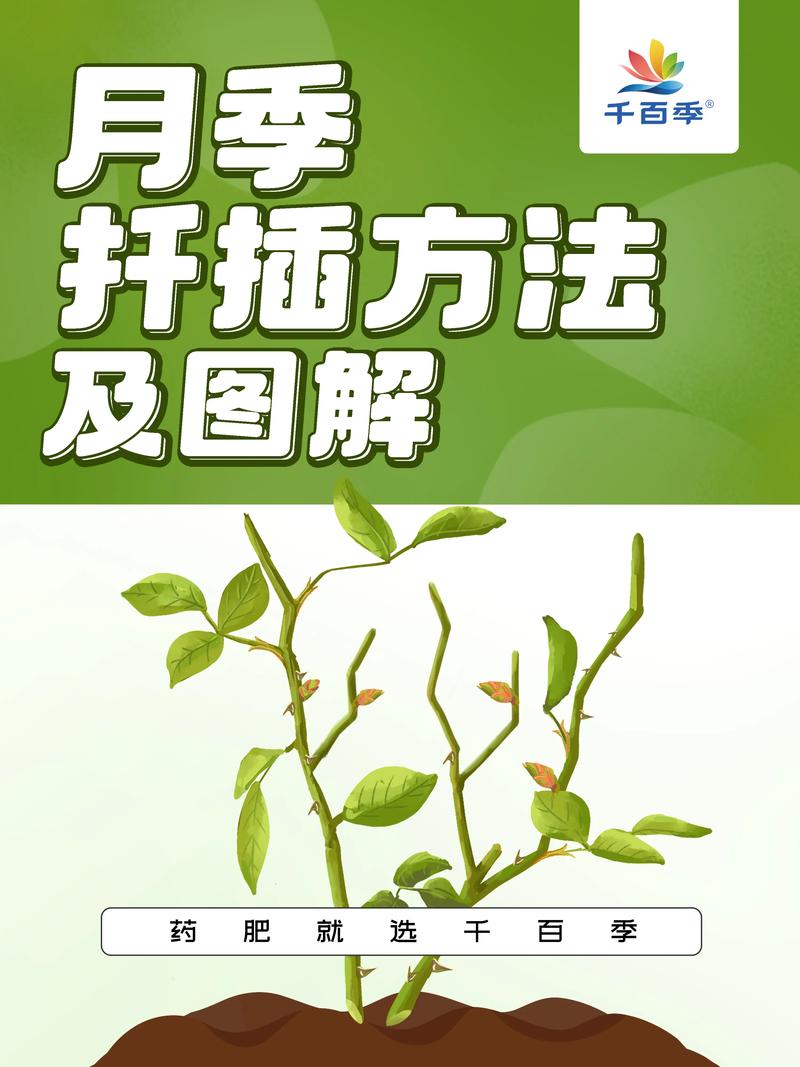 虎刺梅叶插方法，虎刺梅叶太多了可以剪去吗？-第3张图片-优品飞百科