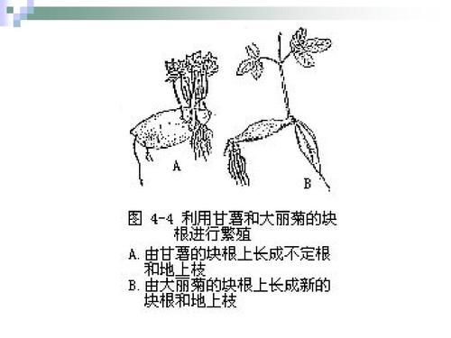 虎刺梅叶插方法，虎刺梅叶太多了可以剪去吗？-第5张图片-优品飞百科