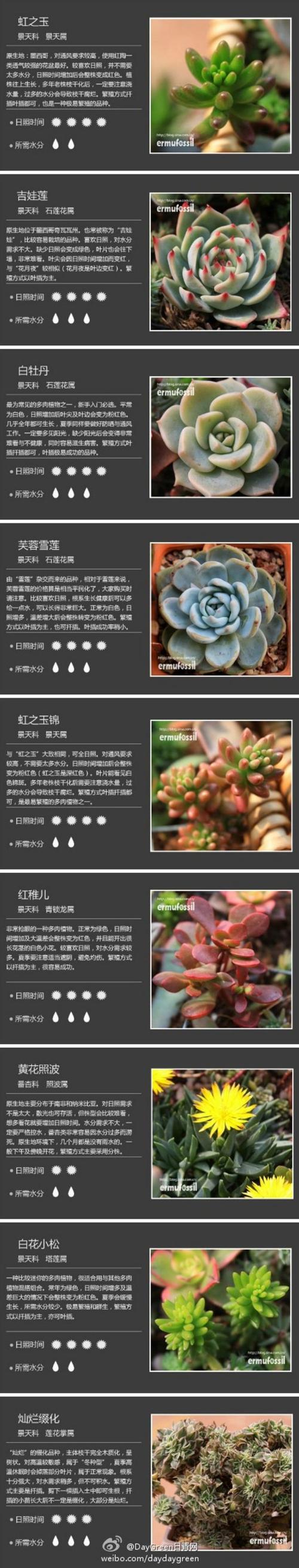 虎刺梅叶插方法，虎刺梅叶太多了可以剪去吗？-第6张图片-优品飞百科