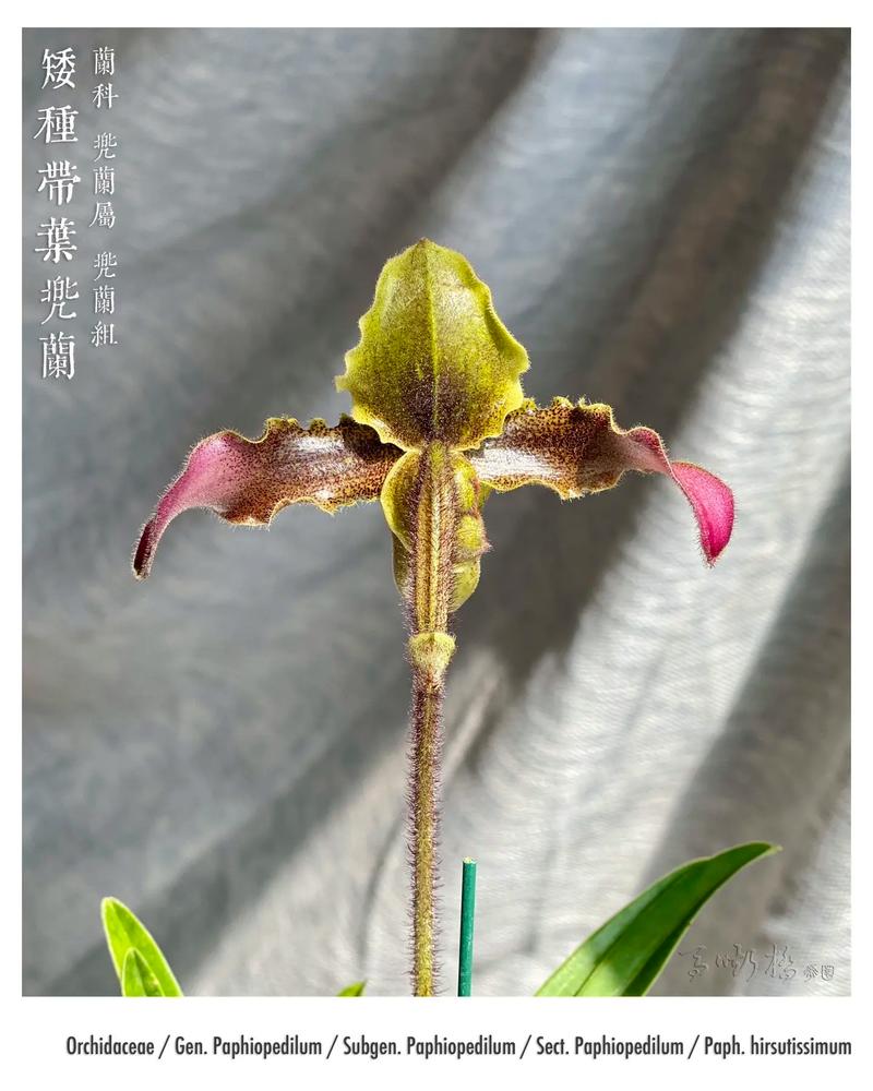 新买的兜兰怎么养的简单介绍