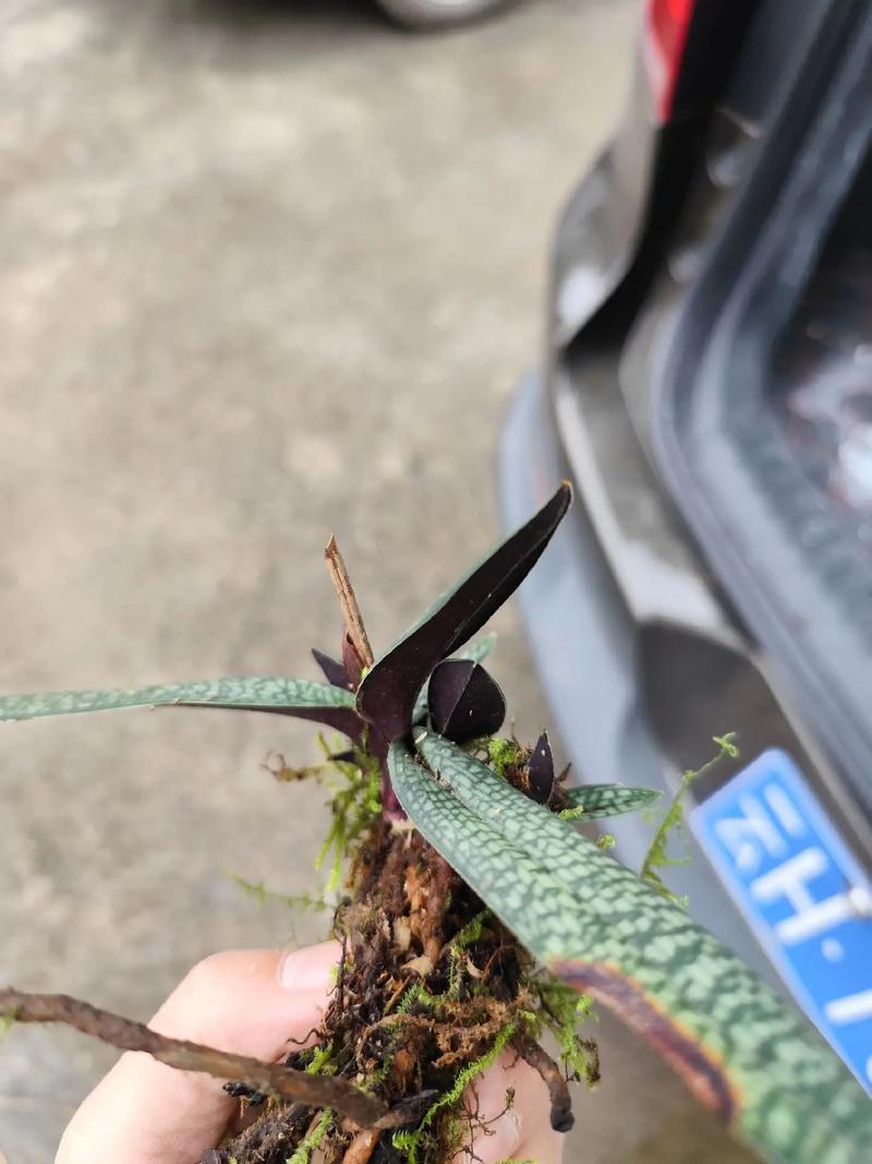 新买的兜兰怎么养的简单介绍-第3张图片-优品飞百科