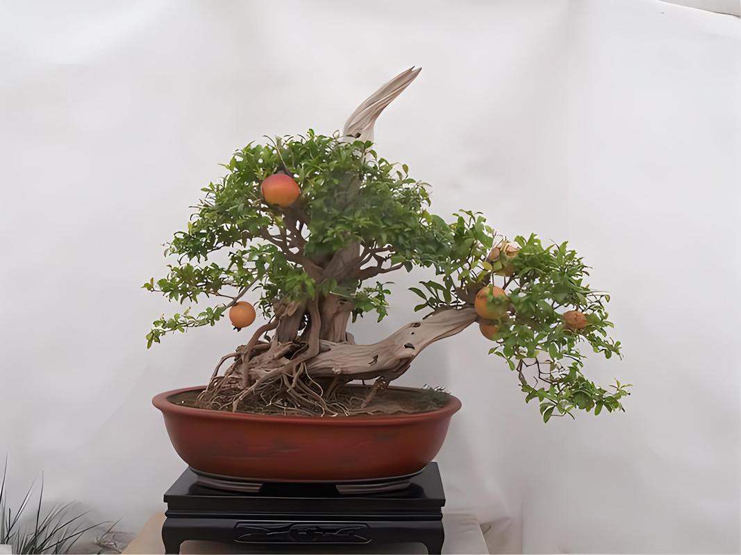 盆栽石榴树怎么打顶，盆栽石榴树怎么打顶比较好-第2张图片-优品飞百科