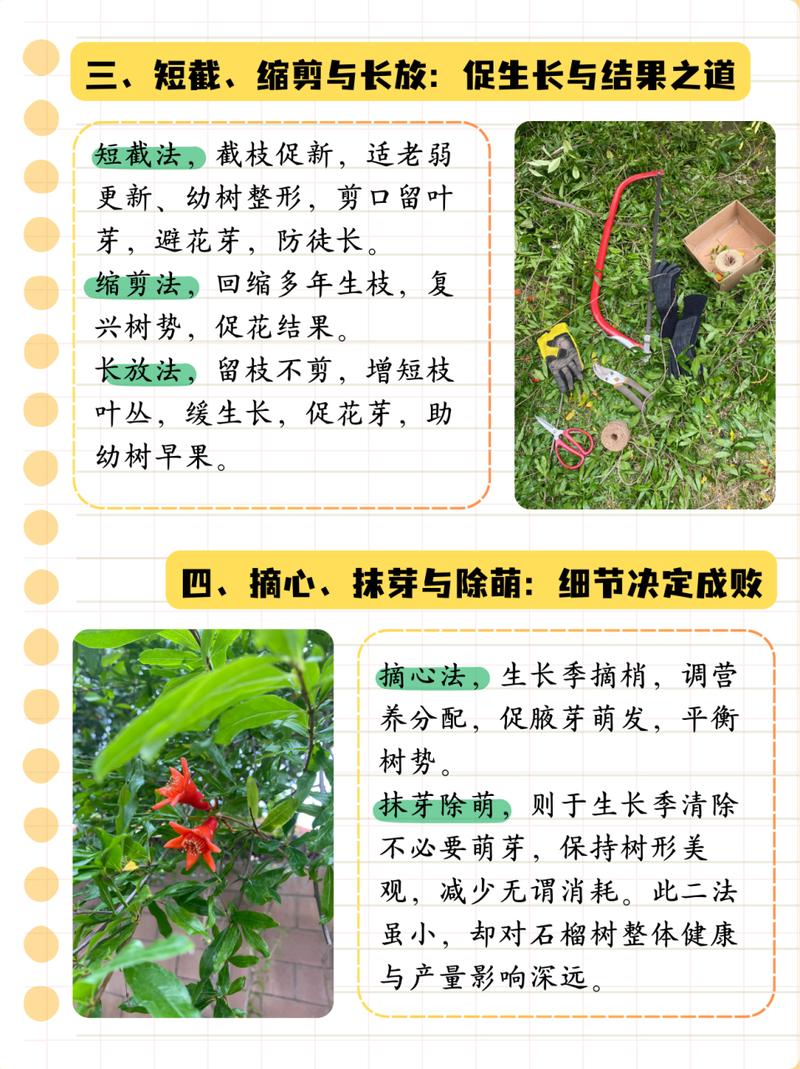 盆栽石榴树怎么打顶，盆栽石榴树怎么打顶比较好-第3张图片-优品飞百科