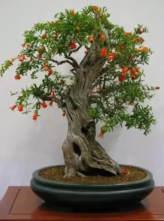盆栽石榴树怎么打顶，盆栽石榴树怎么打顶比较好-第4张图片-优品飞百科