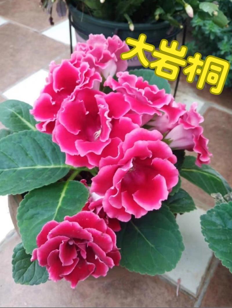 大岩桐叶子枯萎怎么办，大岩桐叶子蔫了怎么办-第2张图片-优品飞百科