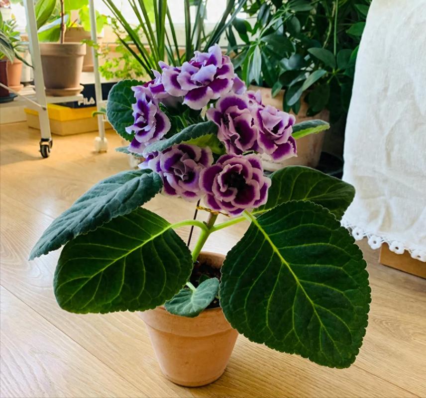 大岩桐叶子枯萎怎么办，大岩桐叶子蔫了怎么办-第5张图片-优品飞百科