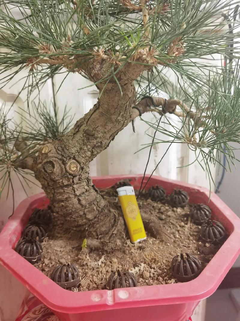 黑松怎么缩枝，黑松怎么出新枝-第6张图片-优品飞百科