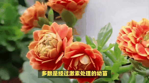 茶花竟是杨树枝，茶花树是什么意思？
