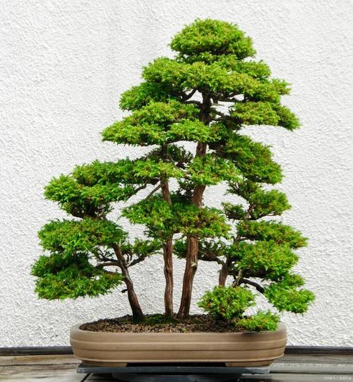茶花竟是杨树枝，茶花树是什么意思？-第2张图片-优品飞百科