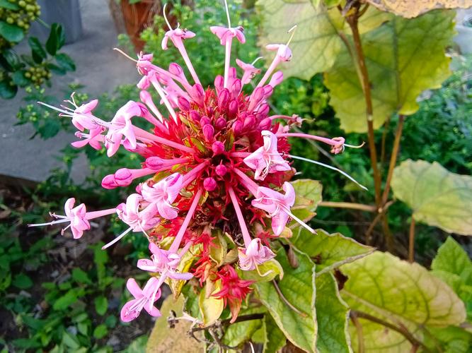 茶花竟是杨树枝，茶花树是什么意思？-第3张图片-优品飞百科