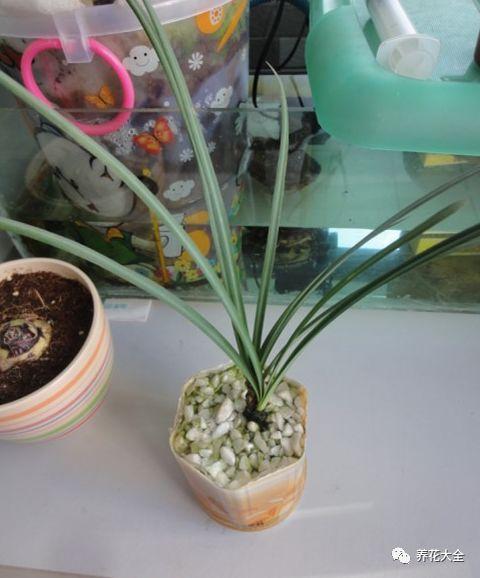 茶花竟是杨树枝，茶花树是什么意思？-第4张图片-优品飞百科