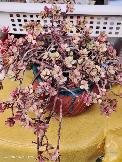 茶花竟是杨树枝，茶花树是什么意思？-第5张图片-优品飞百科