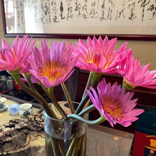 花店买的睡莲怎么养？购买睡莲？
