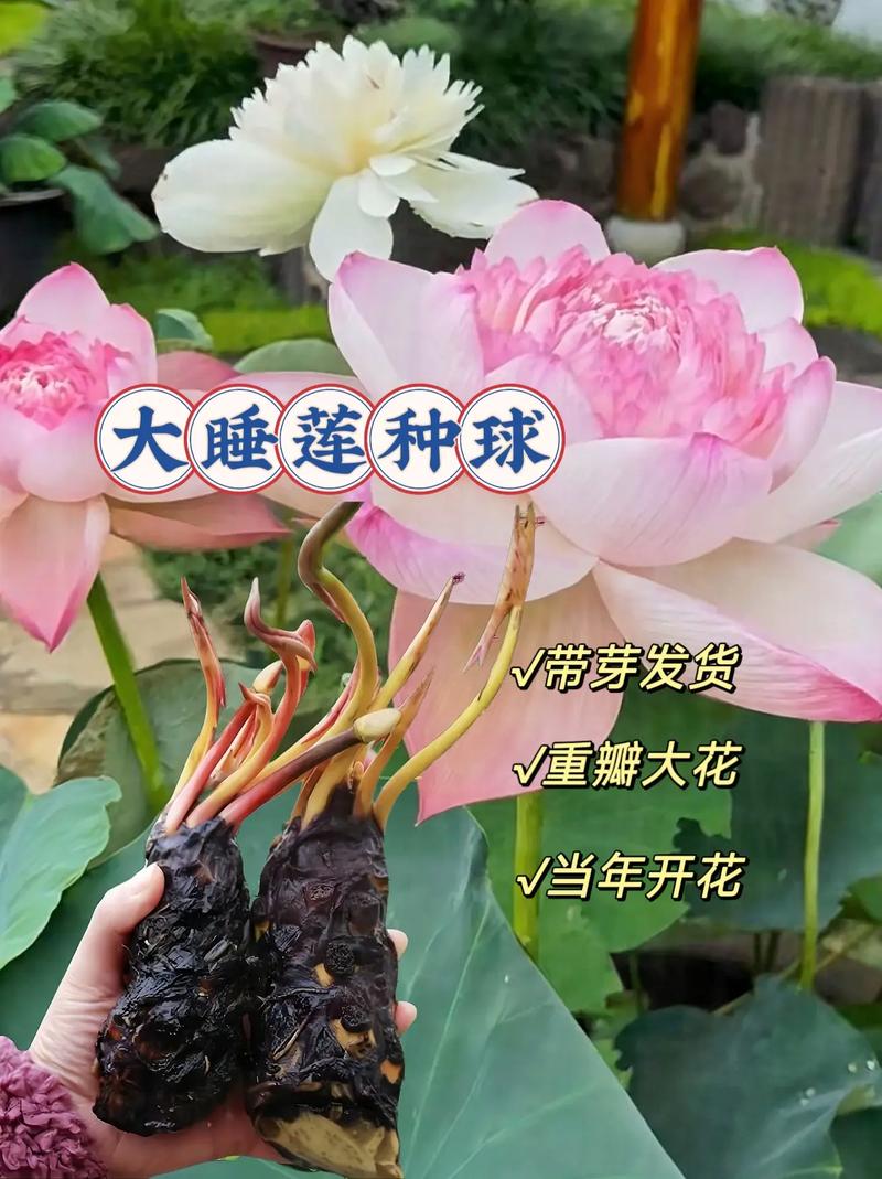 花店买的睡莲怎么养？购买睡莲？-第2张图片-优品飞百科