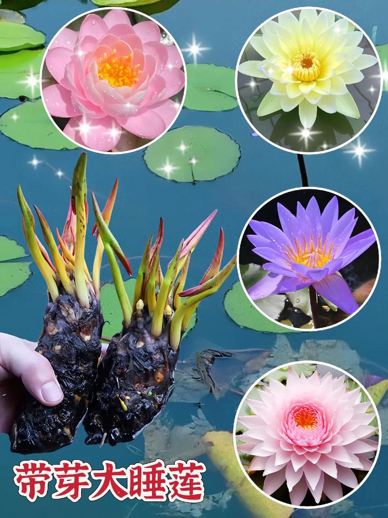 花店买的睡莲怎么养？购买睡莲？-第4张图片-优品飞百科