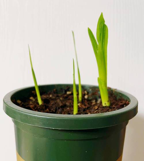 香雪兰种子怎么种植，香雪兰种子怎么种植视频-第2张图片-优品飞百科