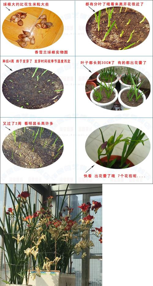 香雪兰种子怎么种植，香雪兰种子怎么种植视频-第4张图片-优品飞百科