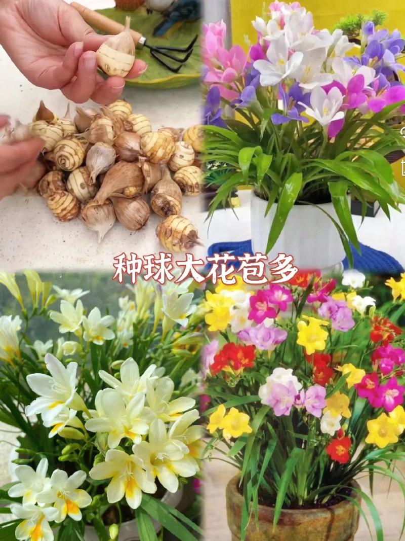 香雪兰种子怎么种植，香雪兰种子怎么种植视频-第6张图片-优品飞百科
