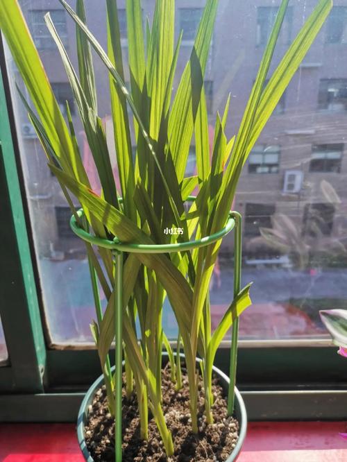 香雪兰种子怎么种植，香雪兰种子怎么种植视频-第7张图片-优品飞百科