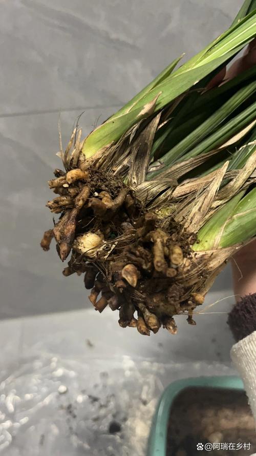 墨兰换盆注意什么？墨兰换盆注意什么细节？-第4张图片-优品飞百科