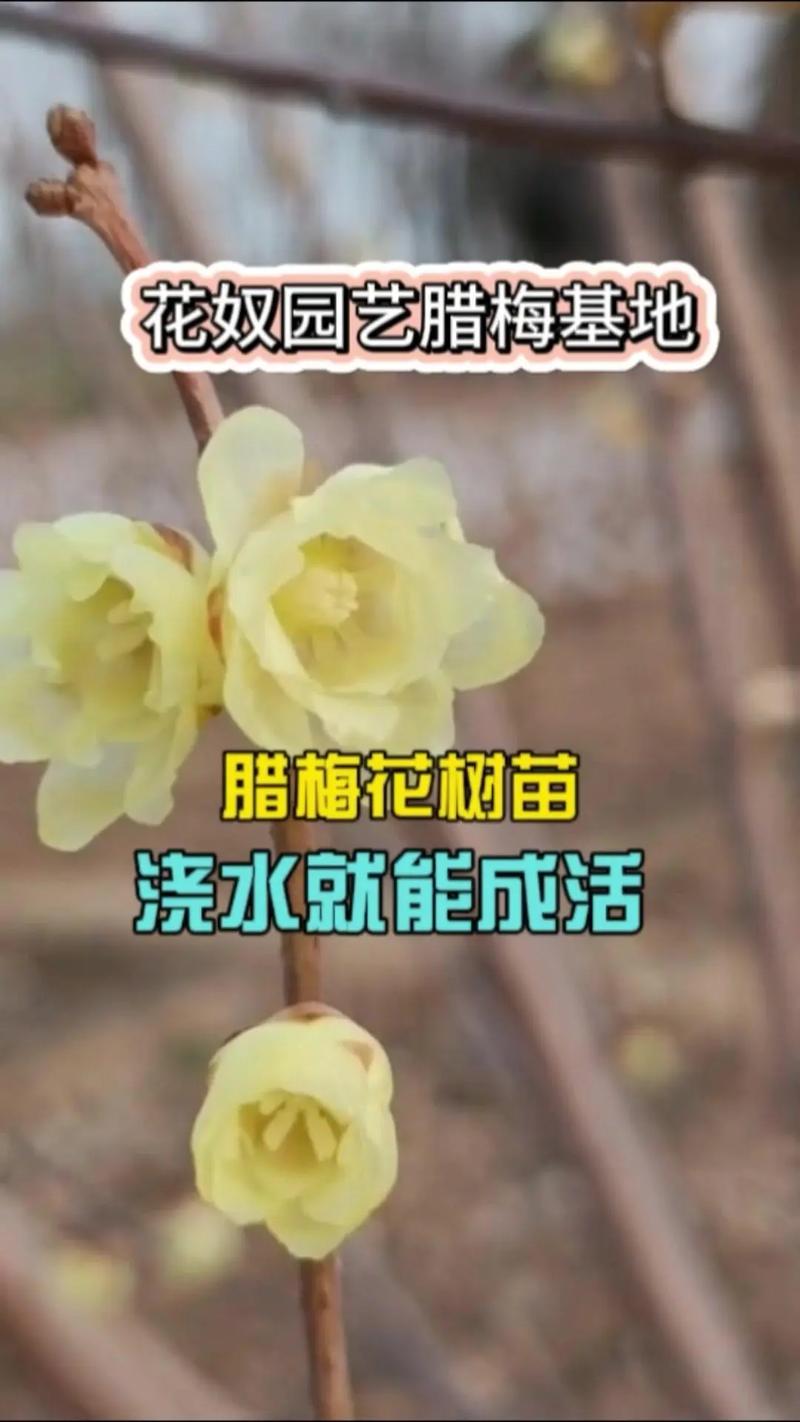 腊梅盆景养殖方法？腊梅盆景栽培和养护？-第2张图片-优品飞百科