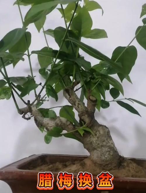 腊梅盆景养殖方法？腊梅盆景栽培和养护？-第3张图片-优品飞百科