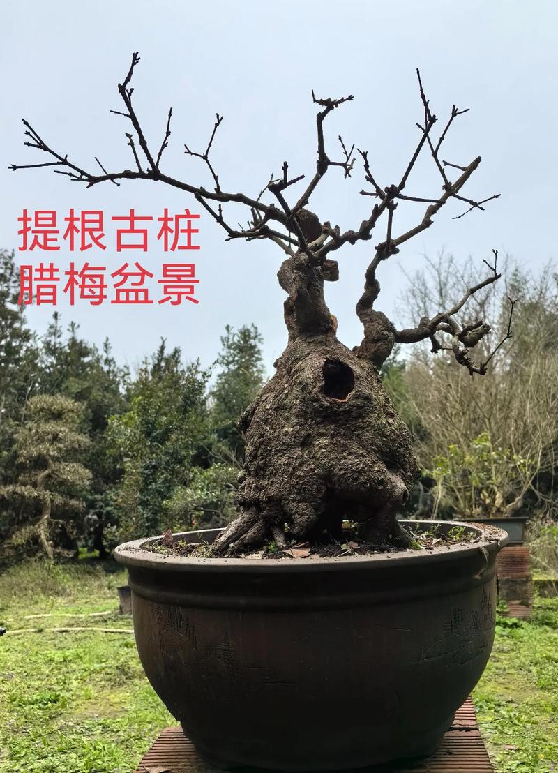 腊梅盆景养殖方法？腊梅盆景栽培和养护？-第6张图片-优品飞百科