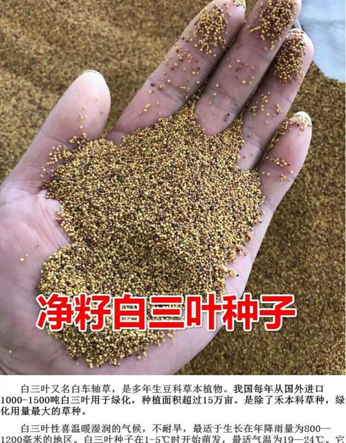 三叶草种子怎么种，三叶草种子怎么种植？