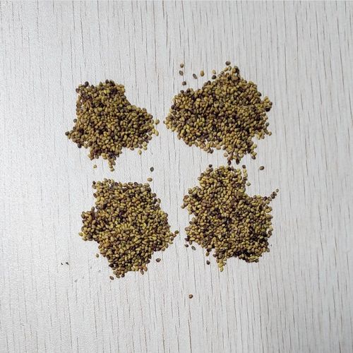 三叶草种子怎么种，三叶草种子怎么种植？-第2张图片-优品飞百科