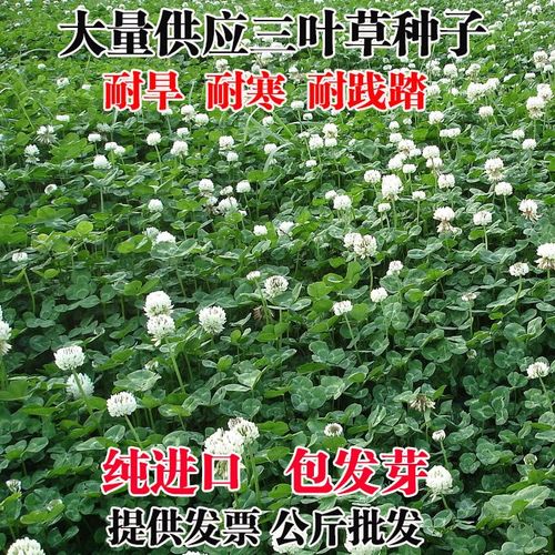 三叶草种子怎么种，三叶草种子怎么种植？-第4张图片-优品飞百科